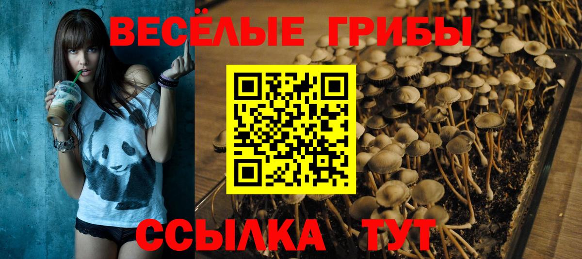 Галлюциногенные грибы Psilocybine cubensis Саранск